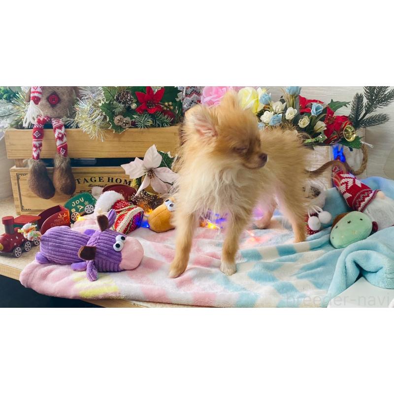 販売中の北海道のポメラニアン-433823の4枚目