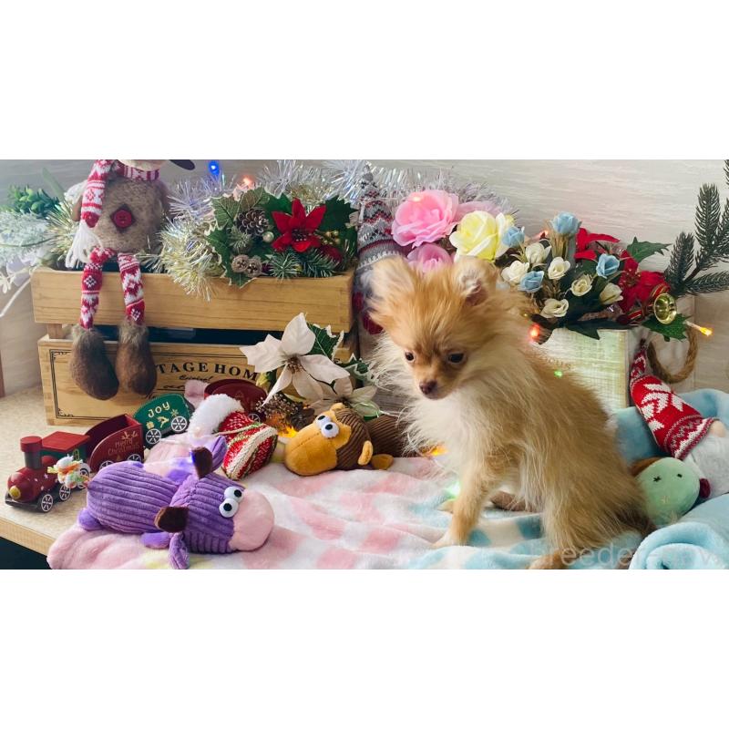 販売中の北海道のポメラニアン-433823の3枚目