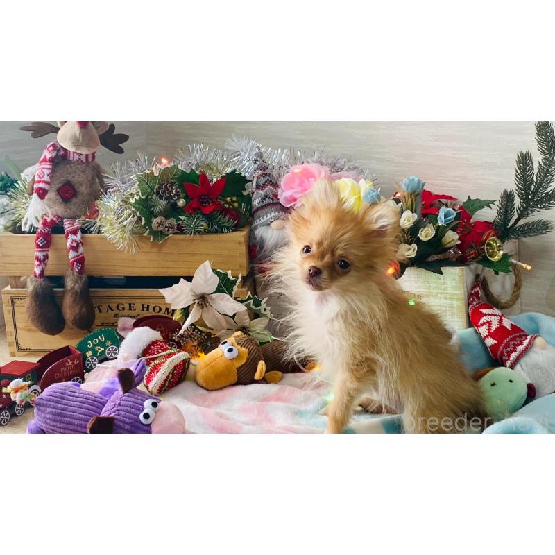 販売中の北海道のポメラニアン-433823の2枚目