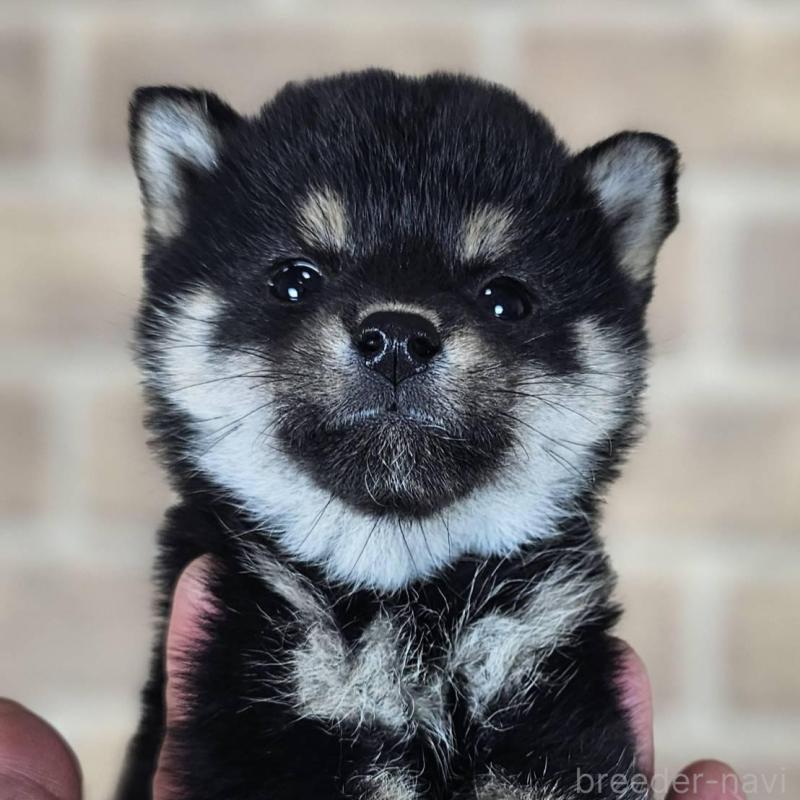 販売中の和歌山県の豆柴-433819の5枚目