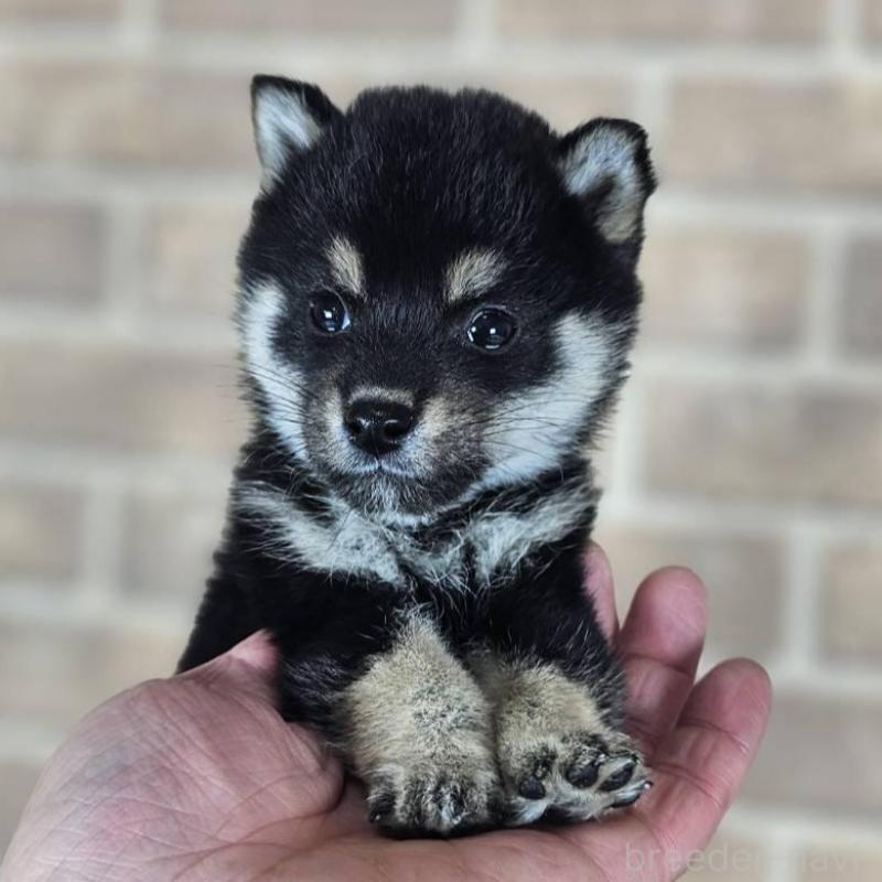 販売中の和歌山県の豆柴-433819