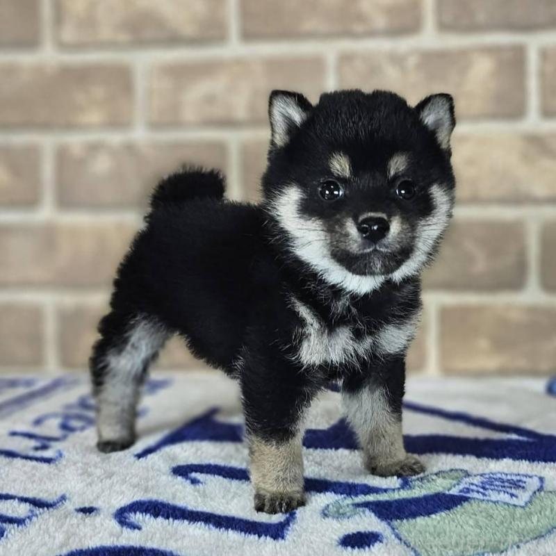 販売中の和歌山県の豆柴-433819の4枚目