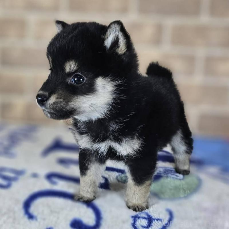 販売中の和歌山県の豆柴-433819の3枚目