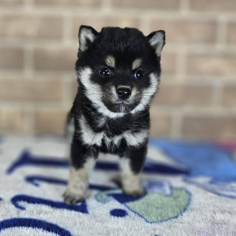 販売中の和歌山県の豆柴-433819の2枚目