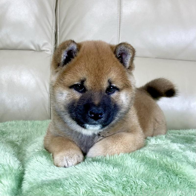 販売中の茨城県の柴犬-433828