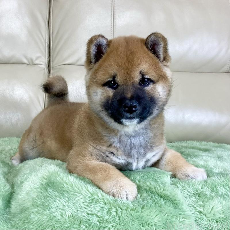 販売中の茨城県の柴犬-433828の15枚目