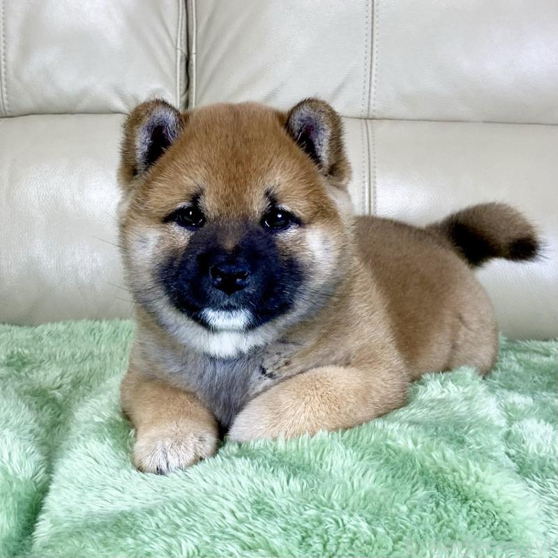 販売中の茨城県の柴犬-433828の14枚目