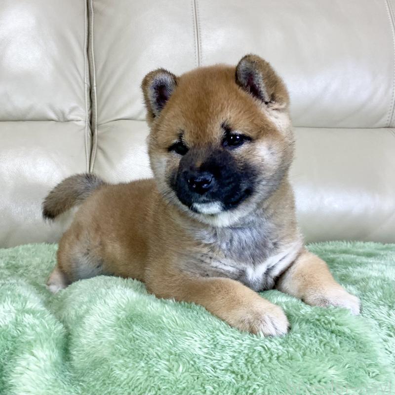 販売中の茨城県の柴犬-433828の13枚目