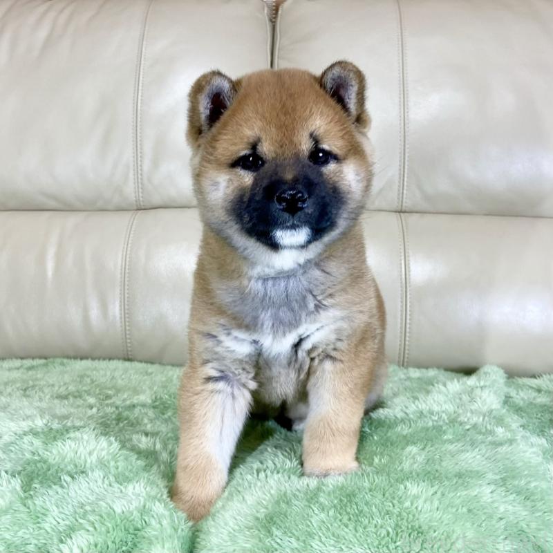 販売中の茨城県の柴犬-433828の12枚目