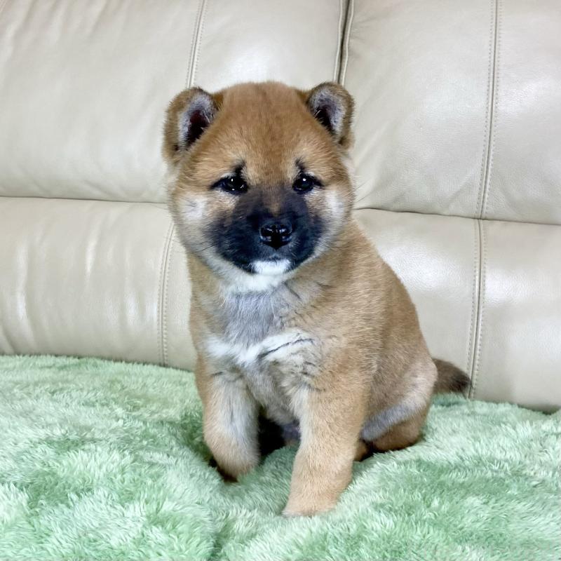 販売中の茨城県の柴犬-433828の11枚目