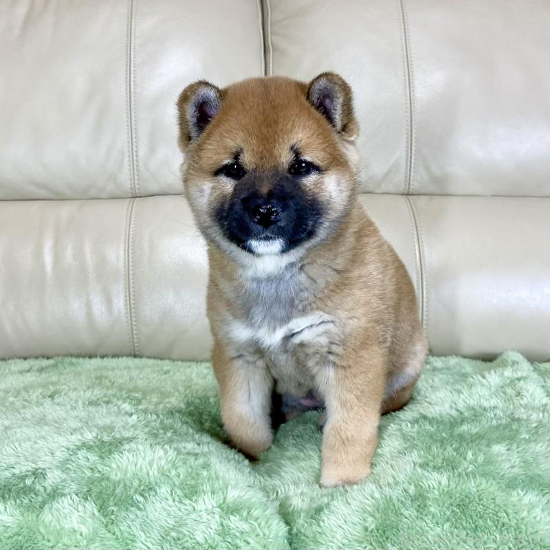 販売中の茨城県の柴犬-433828の10枚目