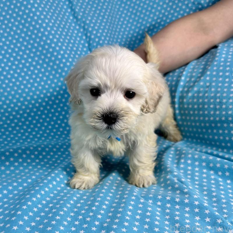 販売中の北海道のミックス犬-433821の4枚目