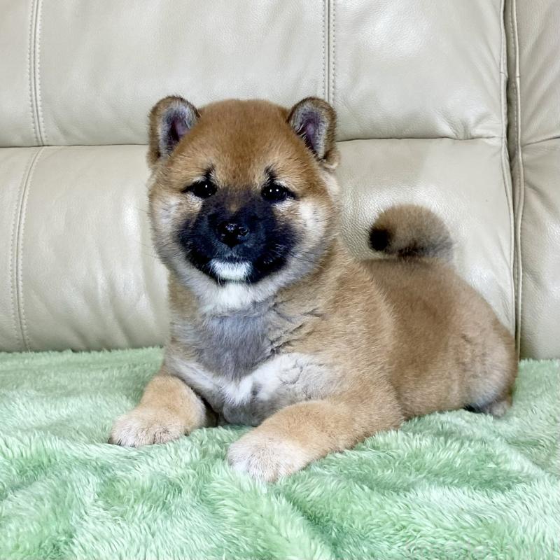 販売中の茨城県の柴犬-433828の8枚目