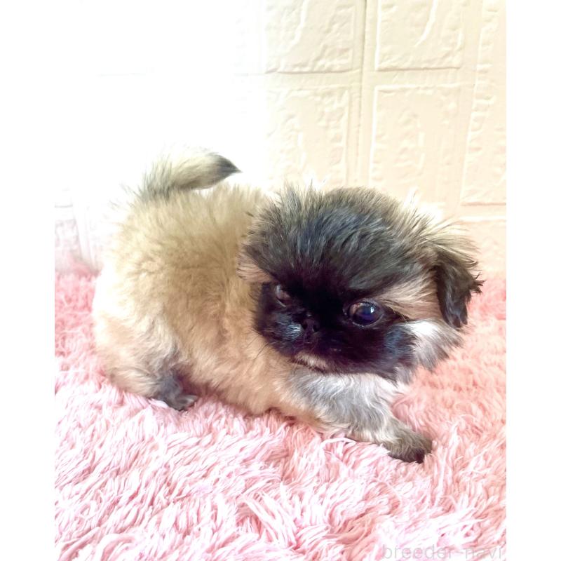販売中の北海道のペキニーズ-433820の5枚目
