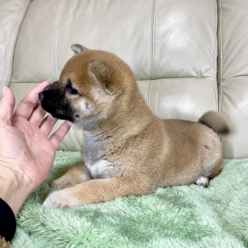 販売中の茨城県の柴犬-433828の7枚目