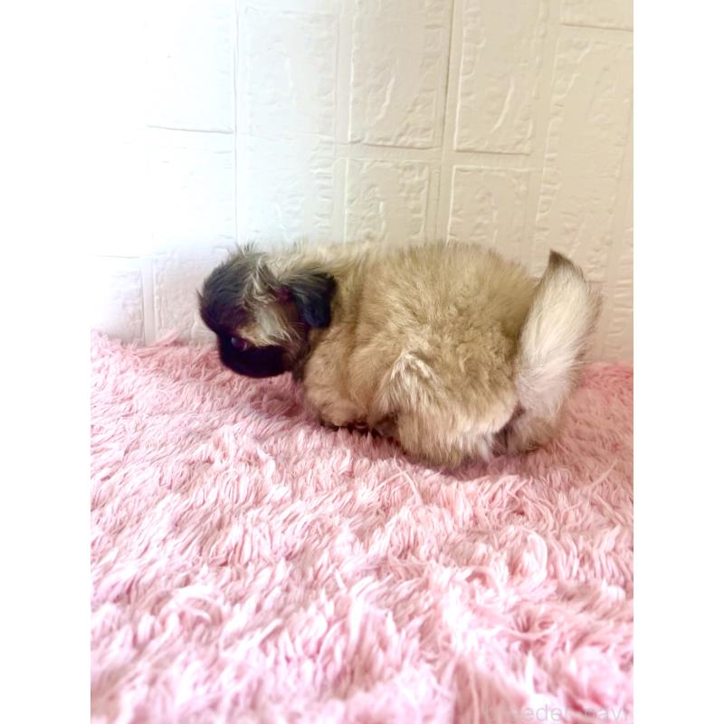 販売中の北海道のペキニーズ-433820の3枚目