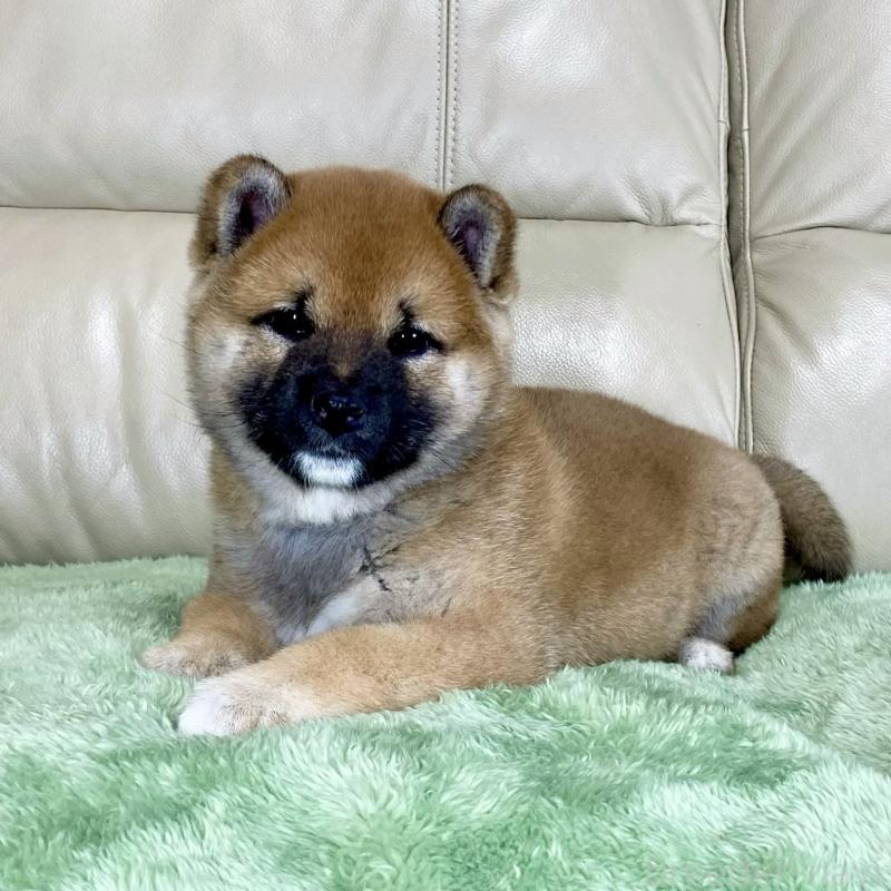 販売中の茨城県の柴犬-433828の6枚目