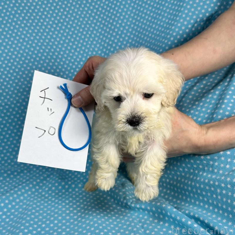 販売中の北海道のミックス犬-433821の3枚目