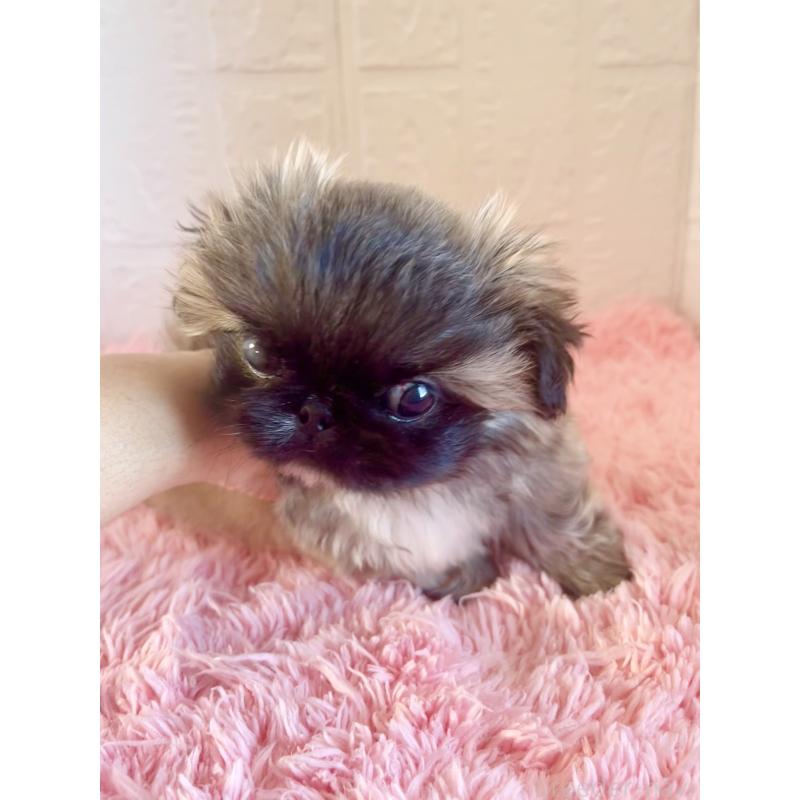 販売中の北海道のペキニーズ-433820の2枚目