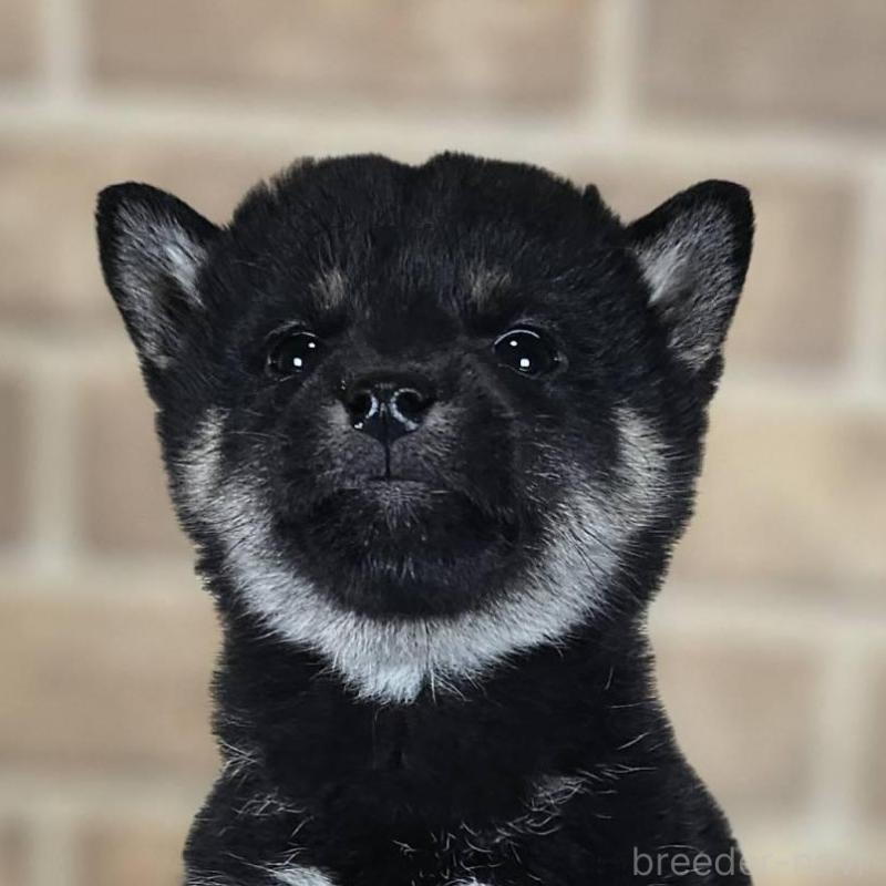 販売中の和歌山県の豆柴-433822の1枚目