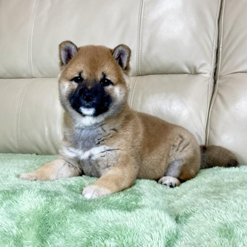 販売中の茨城県の柴犬-433828の5枚目