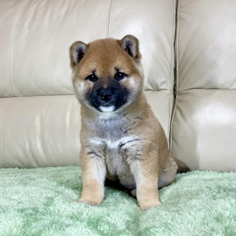 販売中の茨城県の柴犬-433828の4枚目