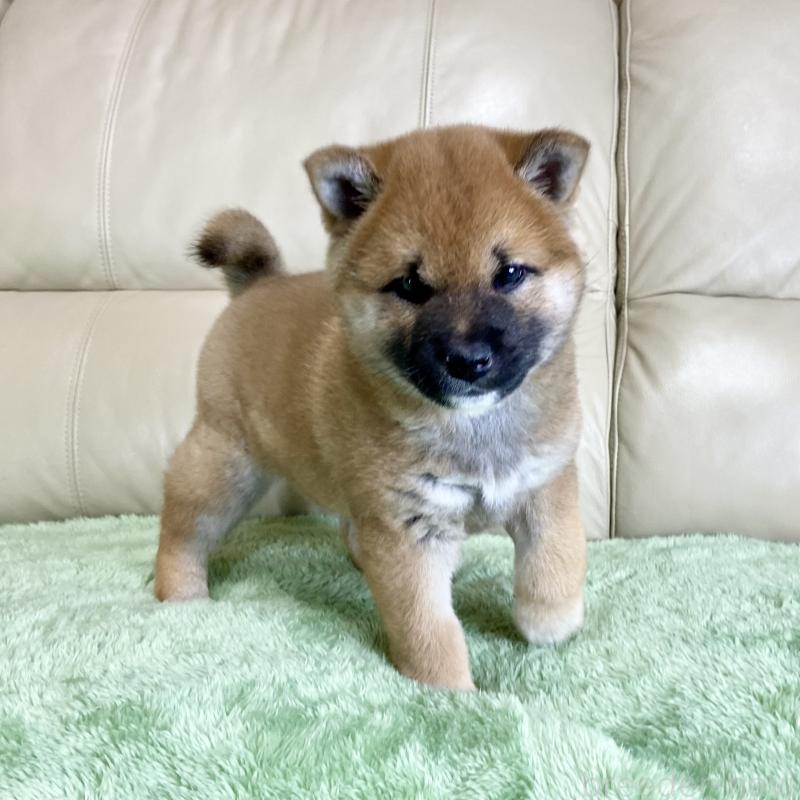 販売中の茨城県の柴犬-433828の2枚目