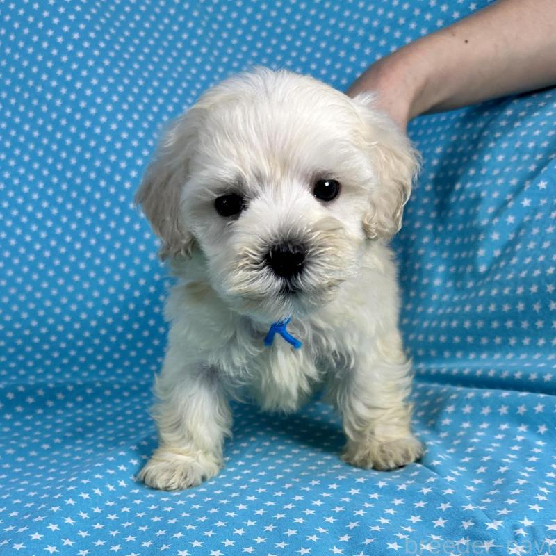 販売中の北海道のミックス犬-433821の1枚目