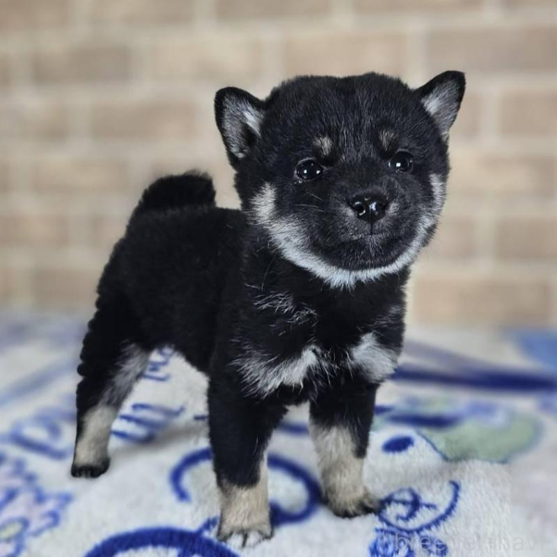 販売中の和歌山県の豆柴-433822の5枚目