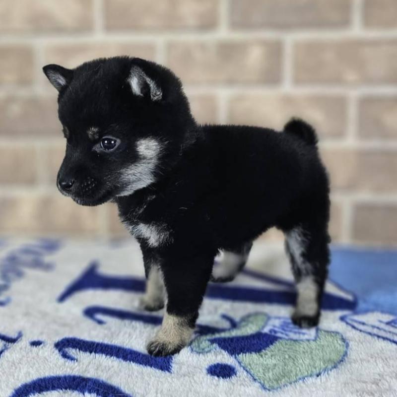 販売中の和歌山県の豆柴-433822の4枚目