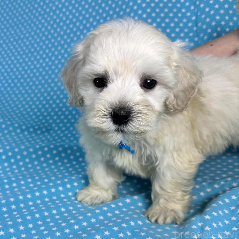 販売中の北海道のミックス犬-433821の2枚目