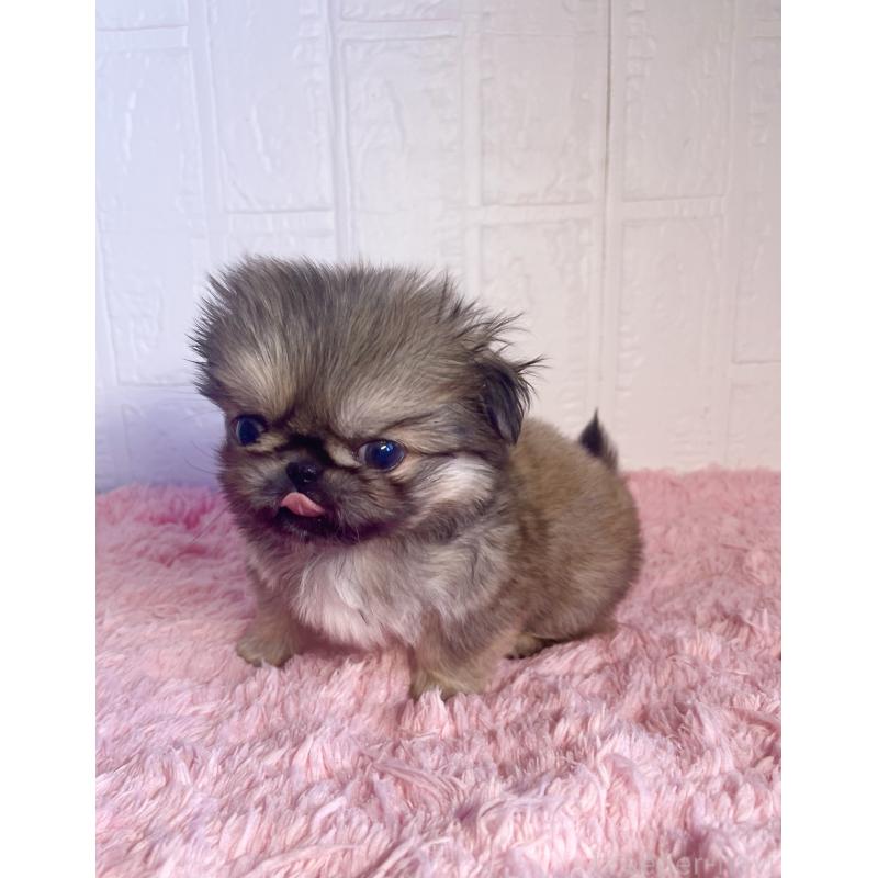 販売中の北海道のペキニーズ-433816の6枚目