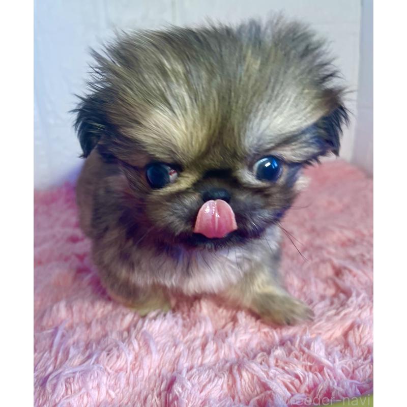 販売中の北海道のペキニーズ-433816の5枚目