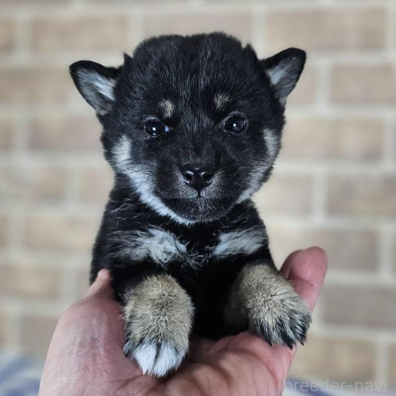 販売中の和歌山県の豆柴-433822の2枚目