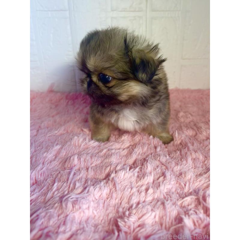 販売中の北海道のペキニーズ-433816の4枚目