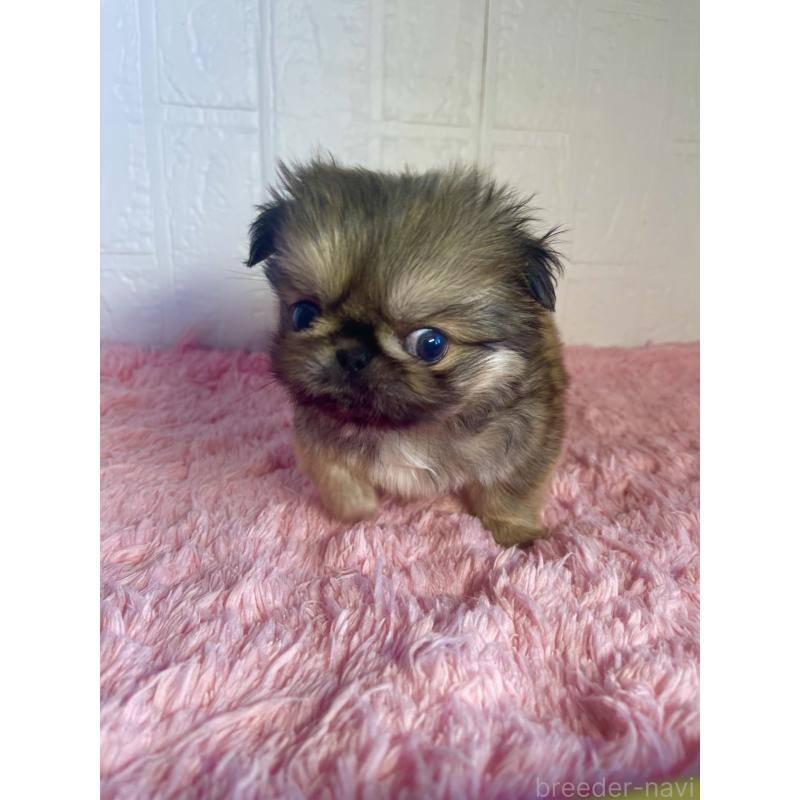 販売中の北海道のペキニーズ-433816の3枚目