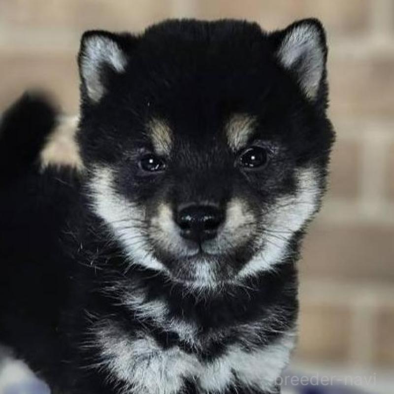 販売中の和歌山県の柴犬-433824の1枚目