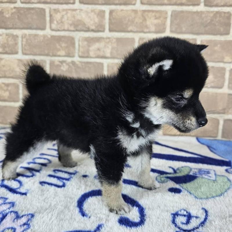 販売中の和歌山県の柴犬-433824の6枚目