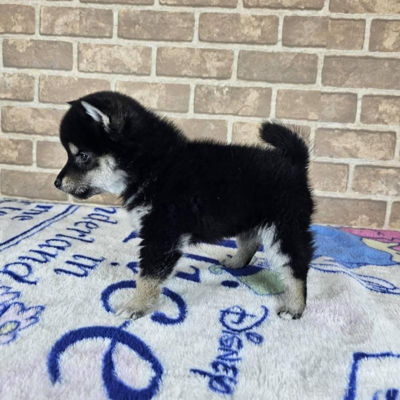 販売中の和歌山県の柴犬-433824の5枚目