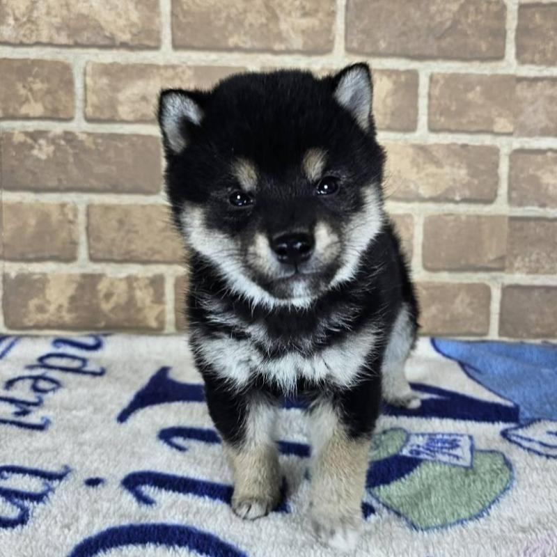 販売中の和歌山県の柴犬-433824の4枚目