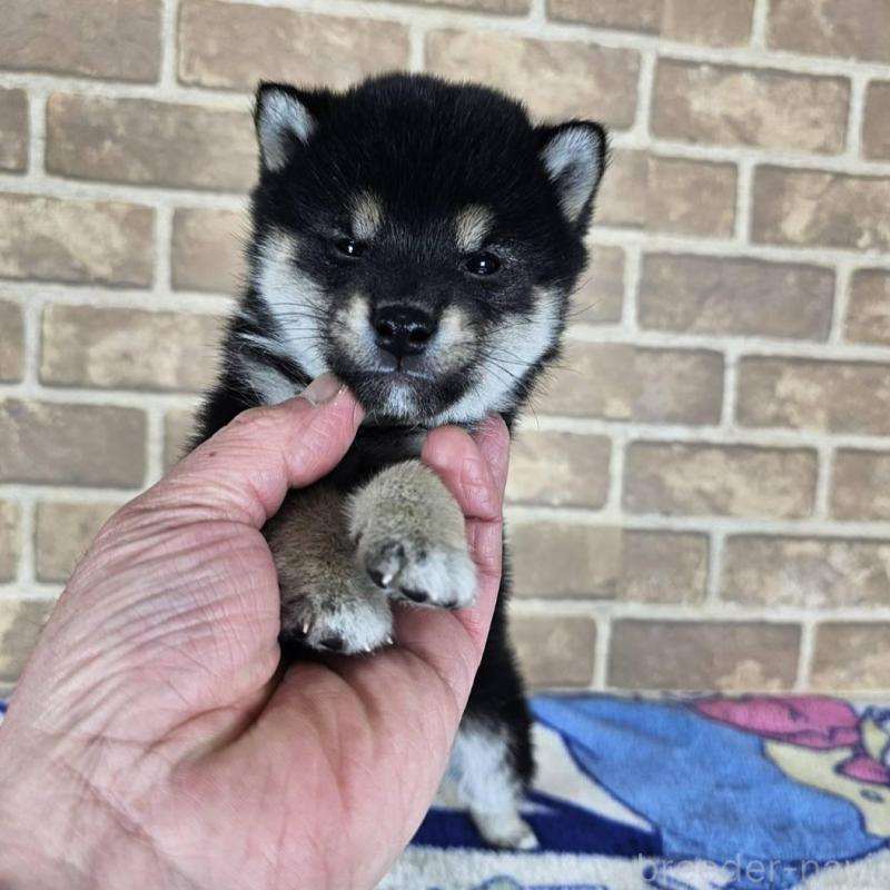 販売中の和歌山県の柴犬-433824の3枚目