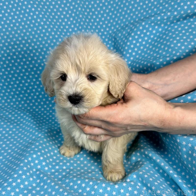 販売中の北海道のミックス犬-433825の4枚目