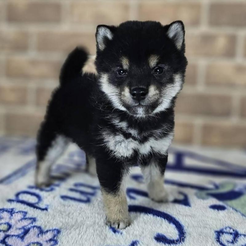 販売中の和歌山県の柴犬-433824の2枚目