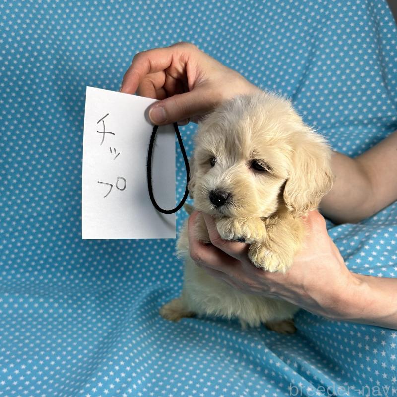 販売中の北海道のミックス犬-433825の3枚目