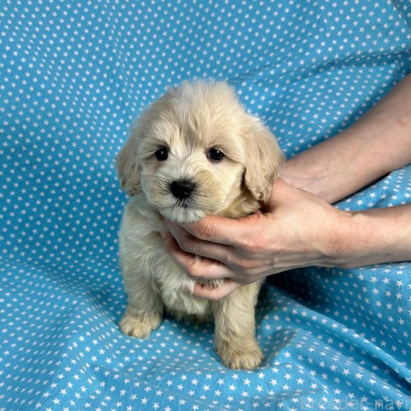 販売中の北海道のミックス犬-433825の2枚目