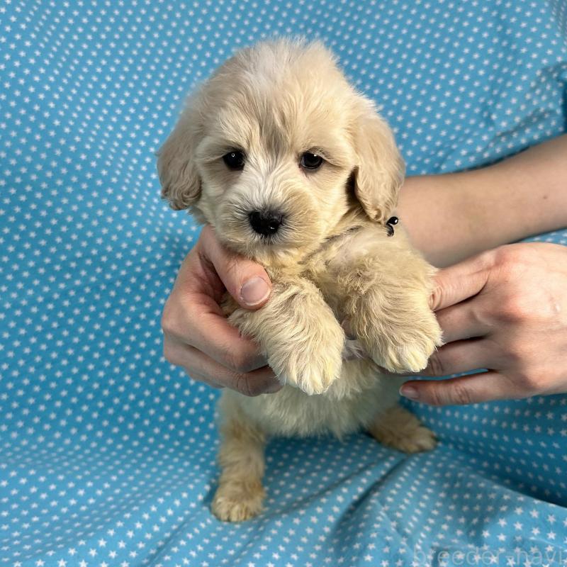 販売中の北海道のミックス犬-433825