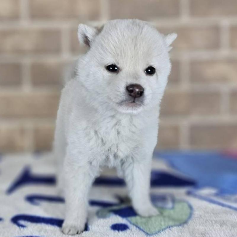 販売中の和歌山県の柴犬-433826の5枚目
