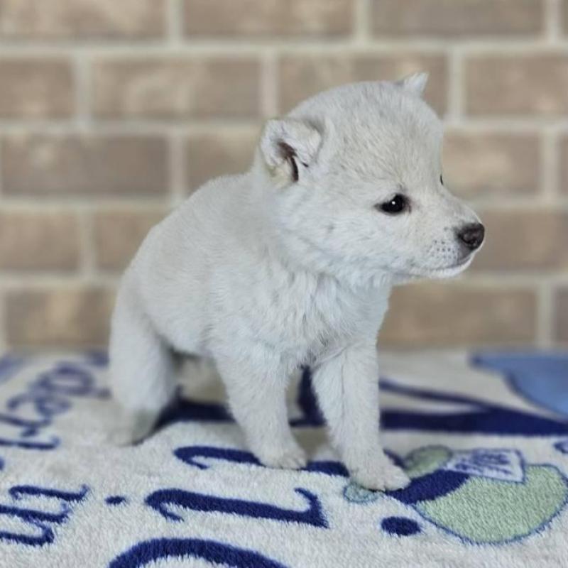 販売中の和歌山県の柴犬-433826の4枚目