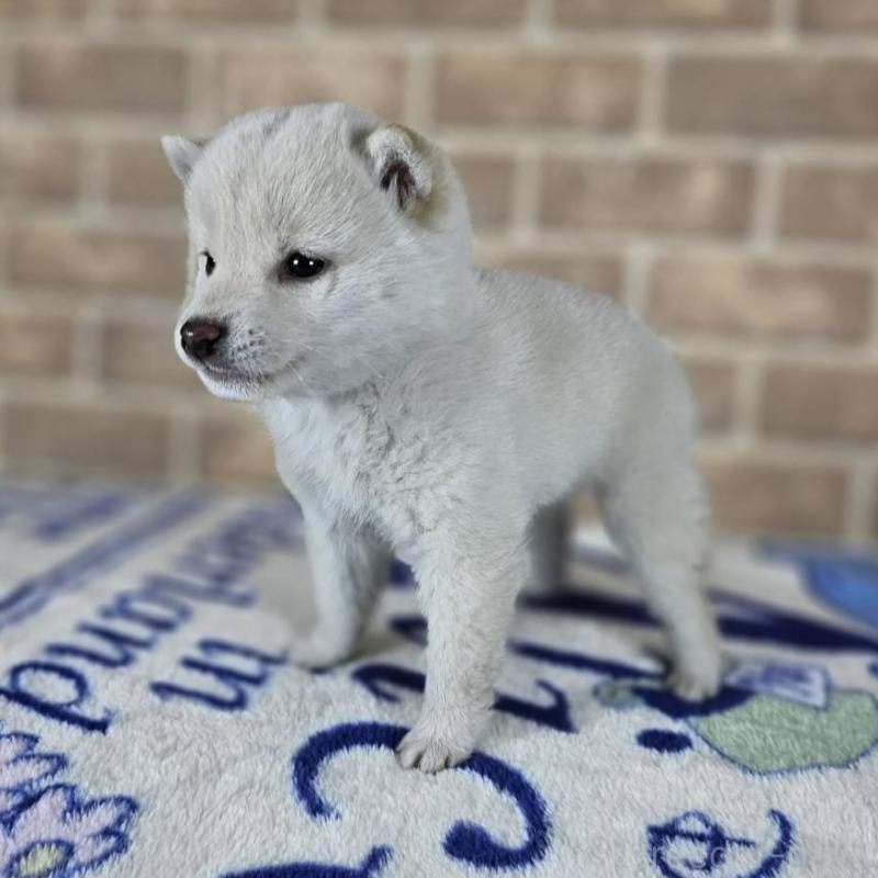 販売中の和歌山県の柴犬-433826の3枚目