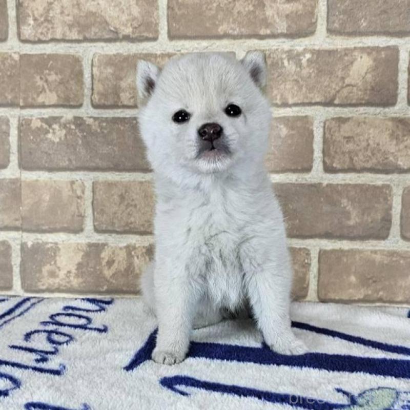 販売中の和歌山県の柴犬-433826の2枚目